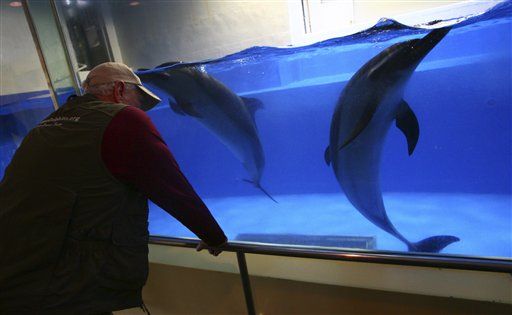 Japanese Cove Town to Release Dolphins