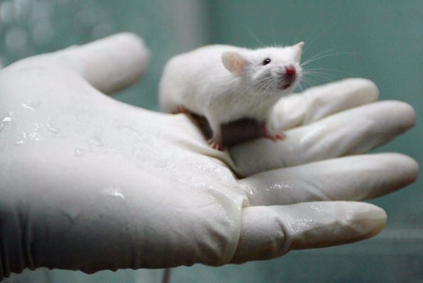 Paralyzed Rats Run in Breakthrough Experiment
