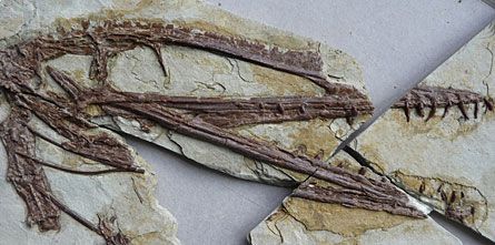 Scientists Unearth Fossils of 'Missing Link' Flying Reptiles