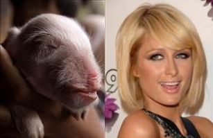 Paris to PETA: Pig Better Off With Me Than as Bacon
