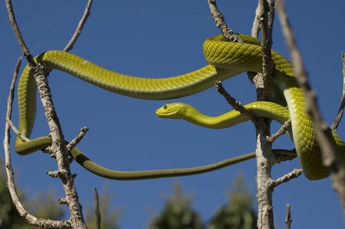 Deadly Mamba May Save Heart Patients