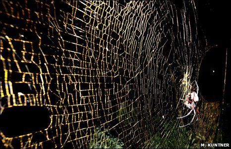 World's Biggest Web-Spinning Spidey Found