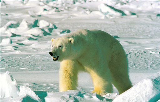 Feds Pitch Polar Bear Habitat