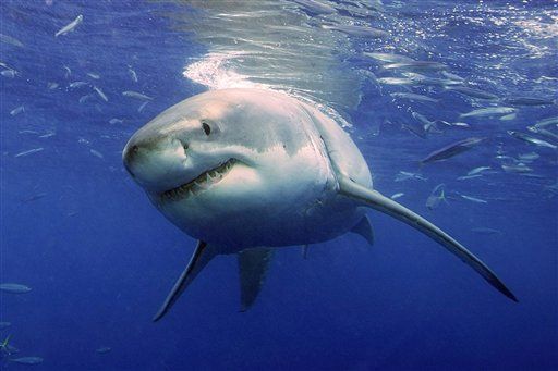On Calif. Coast, Great Whites Lurk Closer Than You Think