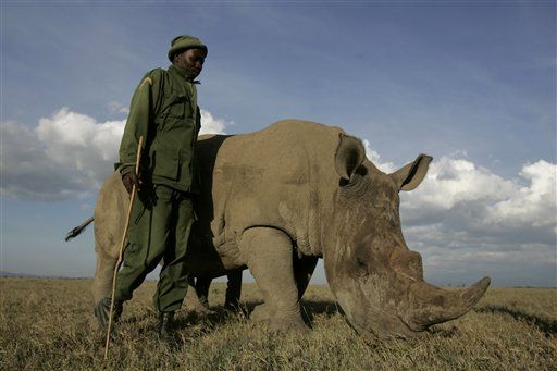 Rhino Poaching Soars