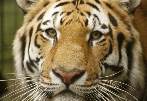 AIDS Linked to Ancient Tiger