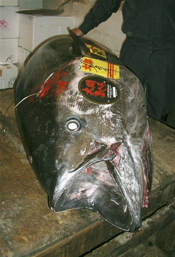 Huge Tuna Fetches $176K