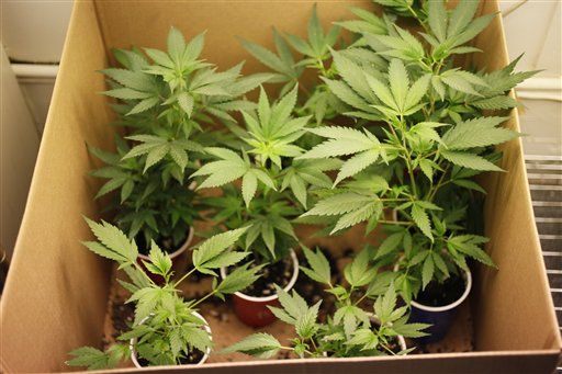 Cops Bust Pot Grower With Fake Ransom Note