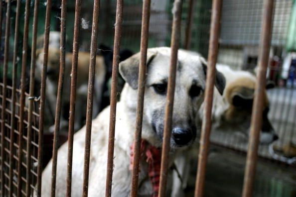 China to Ban Eating Dogs, Cats
