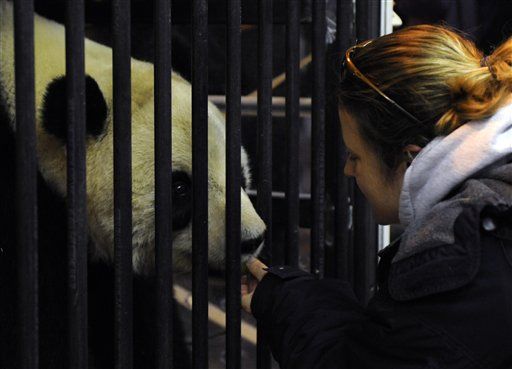 Chinese Automaker 'Adopts' Panda Tai Shan