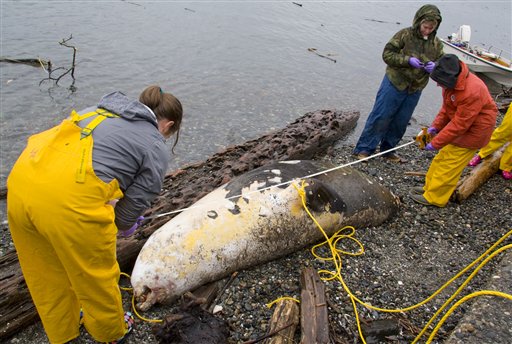 Sea Lions, Seal Shot Dead Near Seattle