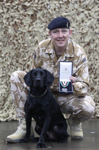 Bomb-Sniffing Dog Given UK's Highest Military Honor