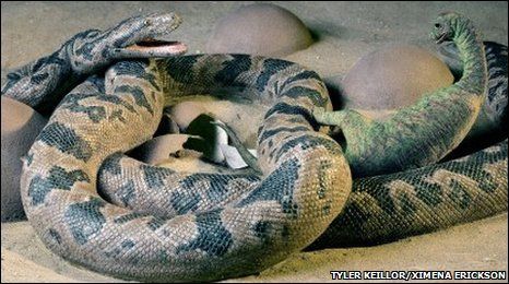 Dino-Eating Snake Makes Hiss-tory