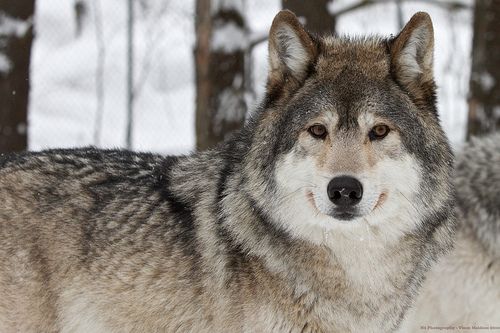 Wolves Who Killed Alaska Teacher Killed