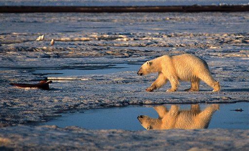 UN Rejects Polar Bear Trade Ban