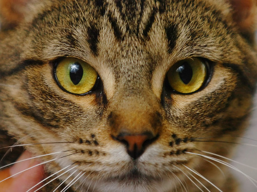 Is Your Cat Making You Neurotic?