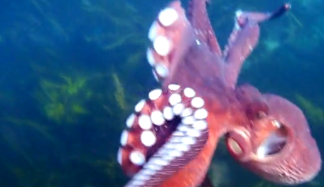 Octopus Steals Video Camera, Swims Off With It