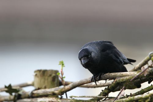 Triple-Tool Crows Stun Scientists