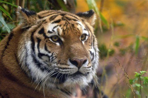 Pregnant Siberian Tiger Drowns at Zoo