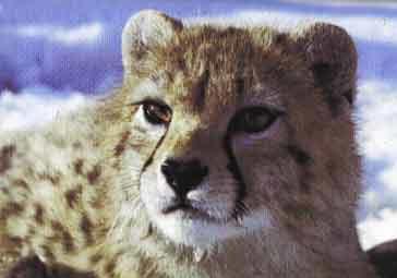 Iran, US Team to Save Cheetah