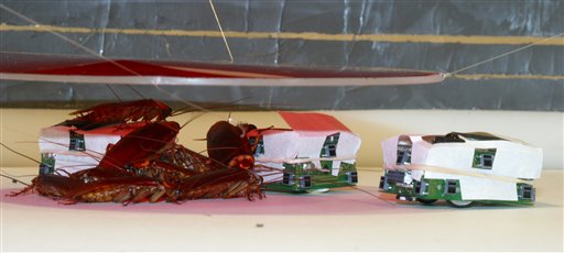 Roaches Fooled by Robots, Follow Their Lead