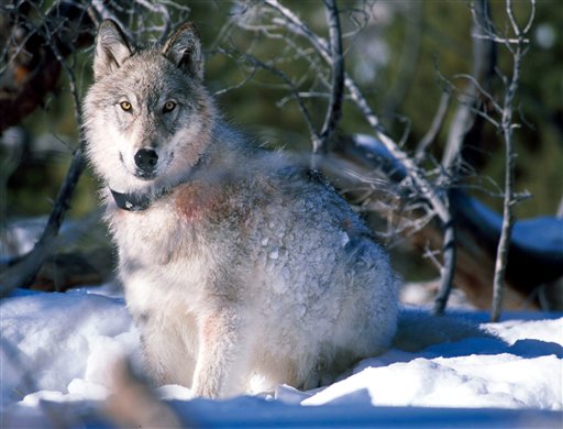 Activists Howl as Wolves Leave Endangered List