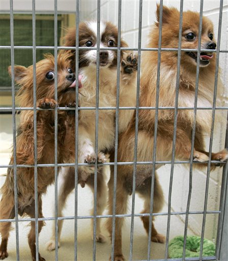 Scrutiny Increases on Puppy Mills