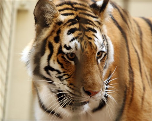 Police Logs Detail Chaotic Response to Escaped Tiger