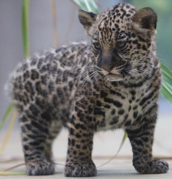 The Fight for the Jaguar in Brazil