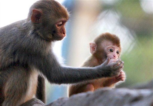 Monkeys Swap Grooming for Sex