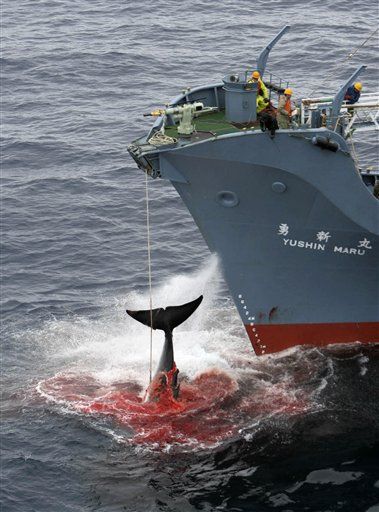 Japan Bribes Reps on Whaling Commission
