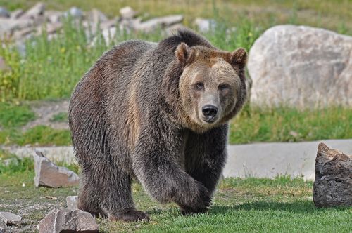 Cyclist Survives Grizzly Attack
