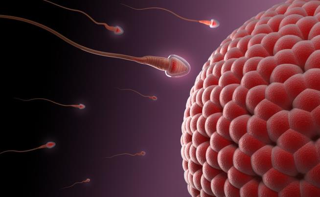 'Hotties Only' Dating Site Starts Virtual Sperm Bank
