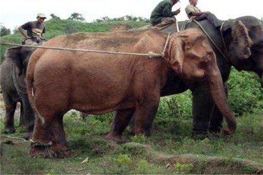 Rare White Elephant Found in Burma