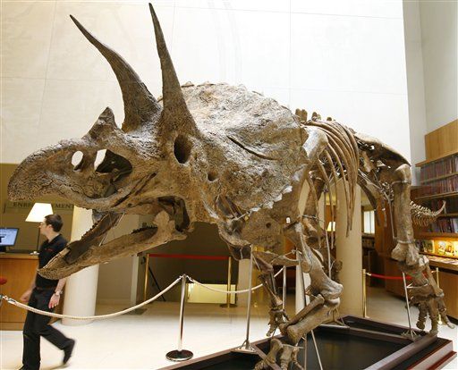 Triceratops Never Existed
