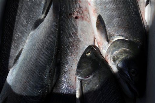 Coming to Your Plate: Genetically Modified Salmon