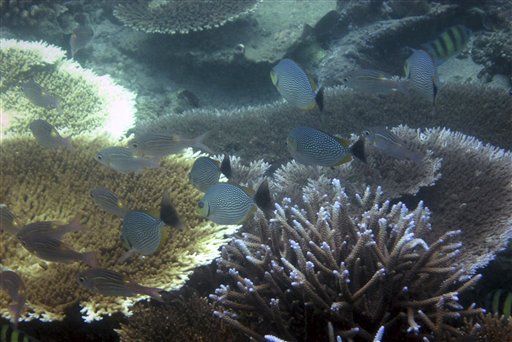 Sultry Year Threatens World's Coral