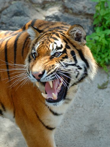 Tigers Kill Zoo Gardener