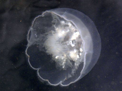 Jellyfish Cells Used to Make Cancer Glow