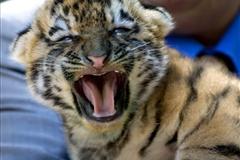 Wild Tigers Could Become Extinct In 12 Years