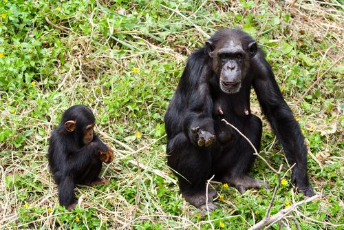 Young Chimps Play With 'Dolls'