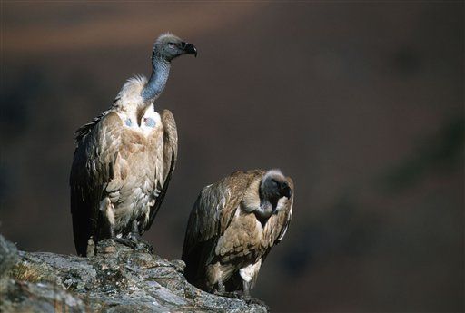 Saudi Arabia Arrests Vulture ... as Israeli Spy