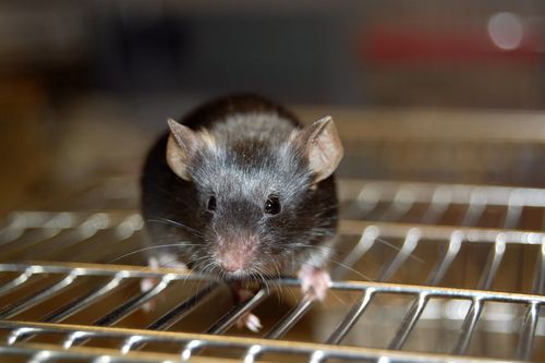 'Baldness Cure' Stuns Mouse Researchers