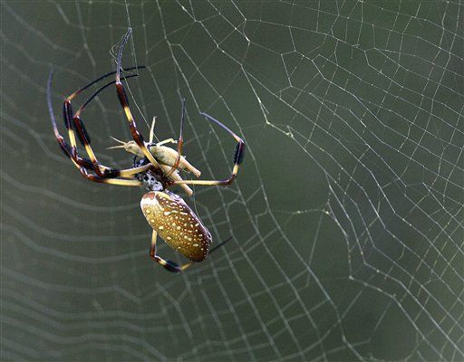 The Next Viagra Could Come From ... Spider Venom