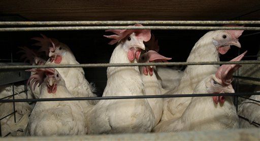 Chickens Can Feel Empathy, New Study Shows