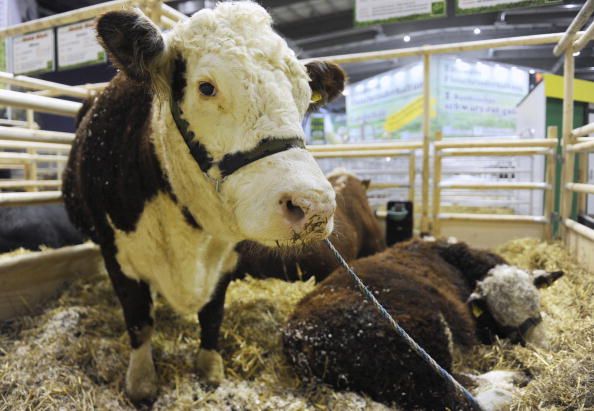 UK Farmers Put Cows on Special Diet to Help Climate