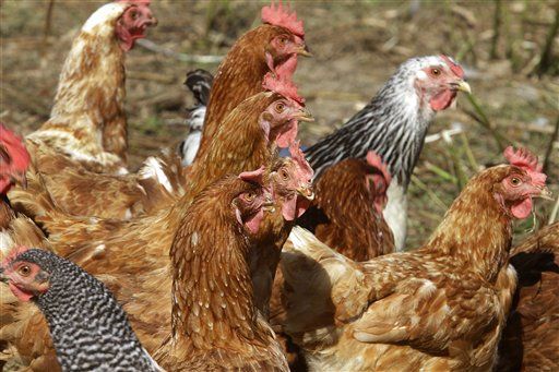 Did Texas Baseball Players Kill Chickens to Win Game?