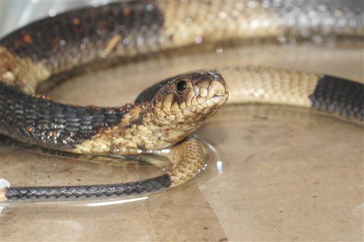 Bronx Zoo Finds Missing Cobra Curled Up Inside Its Reptile House