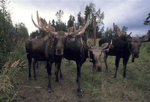 Alaska Bans Tasering Wildlife