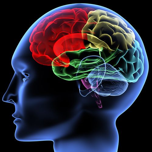 N-Back Mental Exercises Improve Fluid Intelligence, Study Says